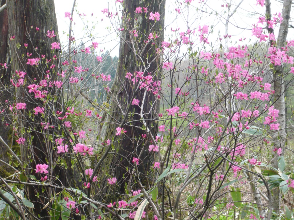 優しい春の色「ムラサキヤシオ」