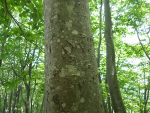 熊の爪痕がついたブナの木