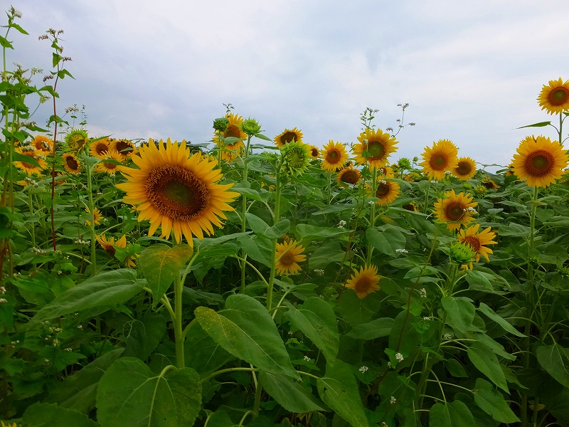 ひまわり畑 RXV00976 | Zengame | Flickr