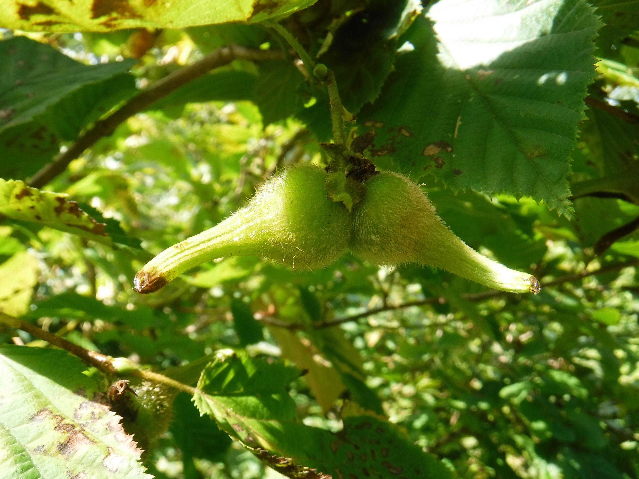 ツノハシバミの花と実 | 月山ビジターセンター